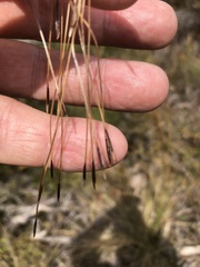 Austrostipa flavescens
