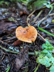 Lactarius subviscidus