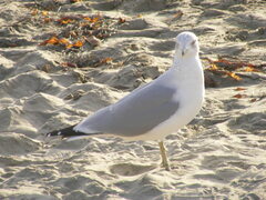 Larus delawarensis