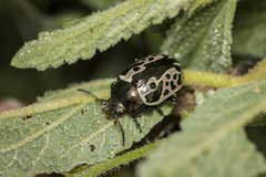 Calligrapha diversa