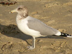 Larus californicus