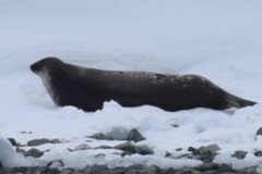 Leptonychotes weddellii