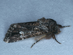 Ectopatria horologa