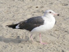 Larus occidentalis