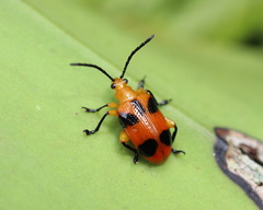 Stethopachys formosa