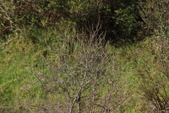 Spizella atrogularis