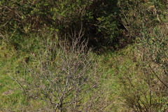 Spizella atrogularis