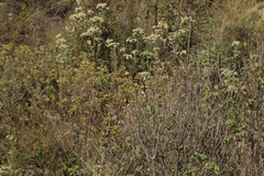 Basileuterus rufifrons
