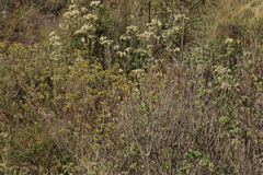 Basileuterus rufifrons
