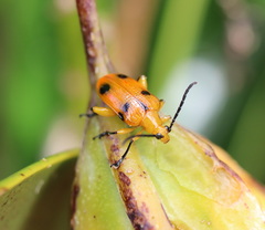 Stethopachys formosa