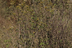 Basileuterus rufifrons