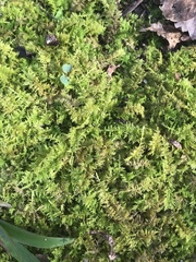Thuidium
