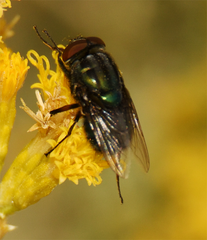 Chrysomya rufifacies