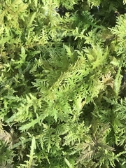 Thuidium