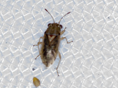 Germalus victoriae