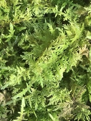 Thuidium