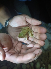 Lithobates spectabilis