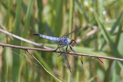 Brachydiplax denticauda
