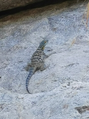 Petrosaurus thalassinus