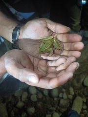 Lithobates spectabilis