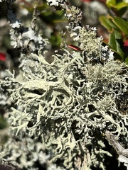 Evernia