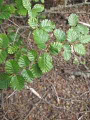 Nothofagus pumilio