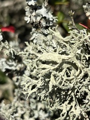 Evernia