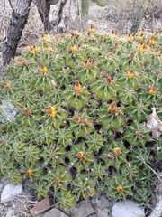 Ferocactus robustus