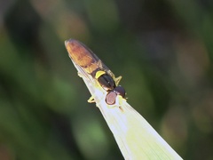 Sphaerophoria macrogaster