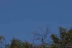 Spinus psaltria