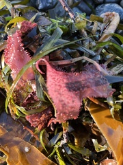 Chondracanthus exasperatus