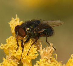 Chrysomya rufifacies