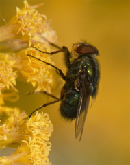 Chrysomya rufifacies