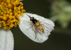Phthiriinae