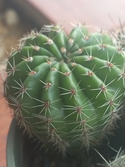 Echinopsis