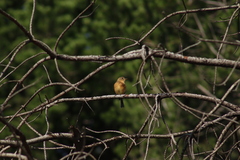 Empidonax fulvifrons