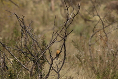 Empidonax fulvifrons
