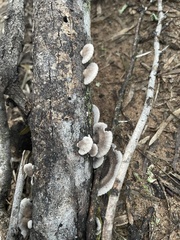 Schizophyllum