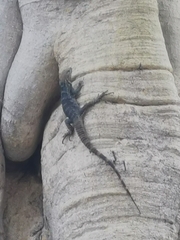 Ctenosaura hemilopha