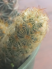 Mammillaria haageana elegans