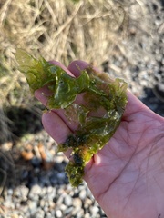 Ulva lactuca
