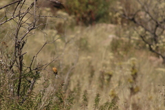 Empidonax fulvifrons