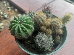 Mammillaria haageana elegans