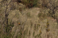 Empidonax fulvifrons