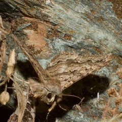 Eudesmeola lawsoni
