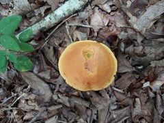 Aureoboletus