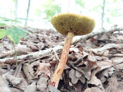 Aureoboletus