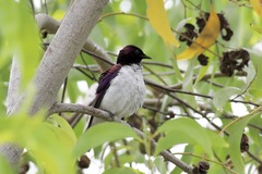 Cinnyricinclus leucogaster
