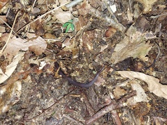 Carphophis amoenus amoenus