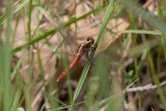 Rhodothemis lieftincki